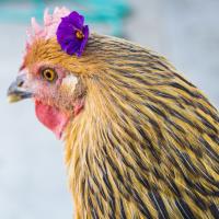 Chic Chick